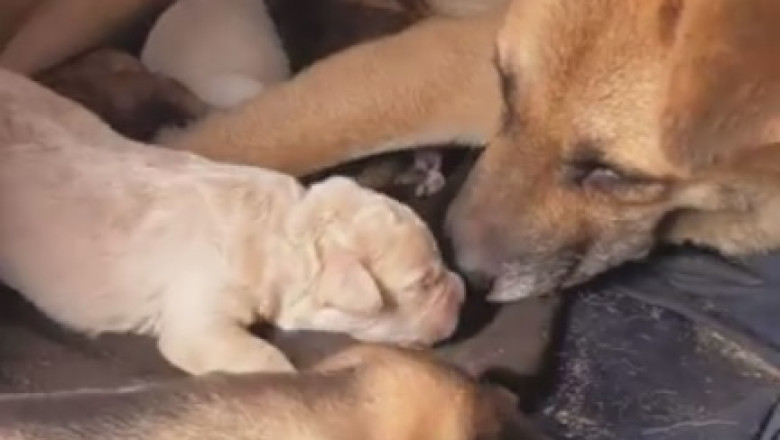 This Mom's Puppy Pile Is Out of Control!