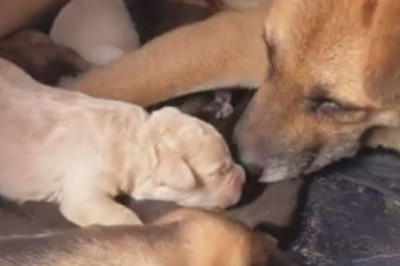 This Mom's Puppy Pile Is Out of Control!