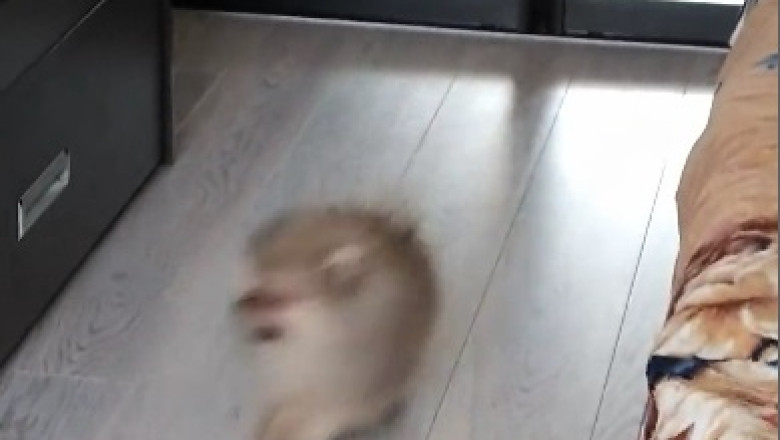 Dog's Hilarious Reaction to Seeing its Reflection in the Mirror