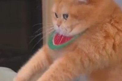 Pawsitively Hilarious: The Epic Adventures of Mr. Whiskers!