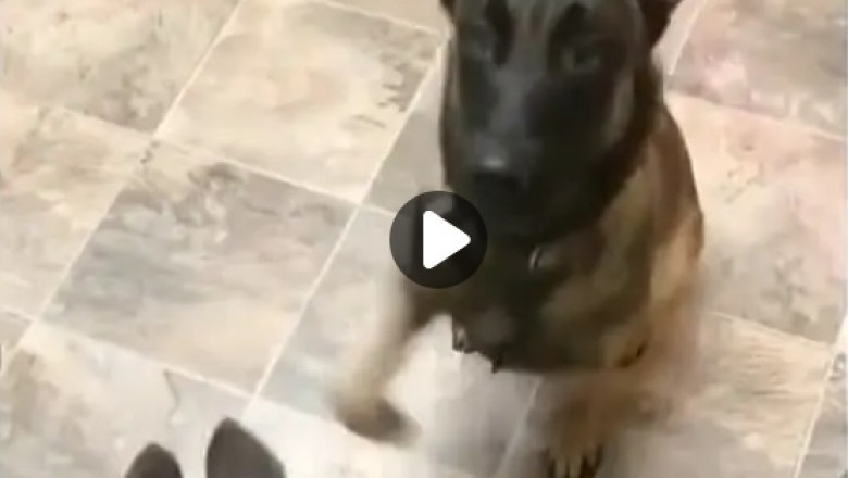 Doting Dad Dog Teaches Adorable Puppy a Heartwarming Lesson!