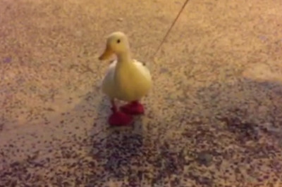 Hilarious Hijinks: Duck Gets Tied Up in Rib-Tickling Mishap!
