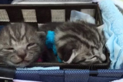 Hilarious Video Alert: Chaos Ensues with Two Cats in a Car - You Won't Believe What Happens!