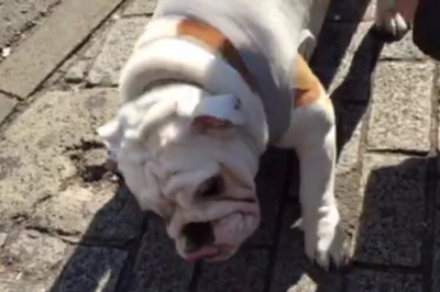 Hilarious Video: Watch as This Dog Goes on a Hilarious Quest to Find Something!