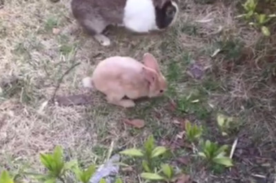 Whisker-Twitching Wonder: Rabbit Discovers Mysterious Treasure in the Forest!