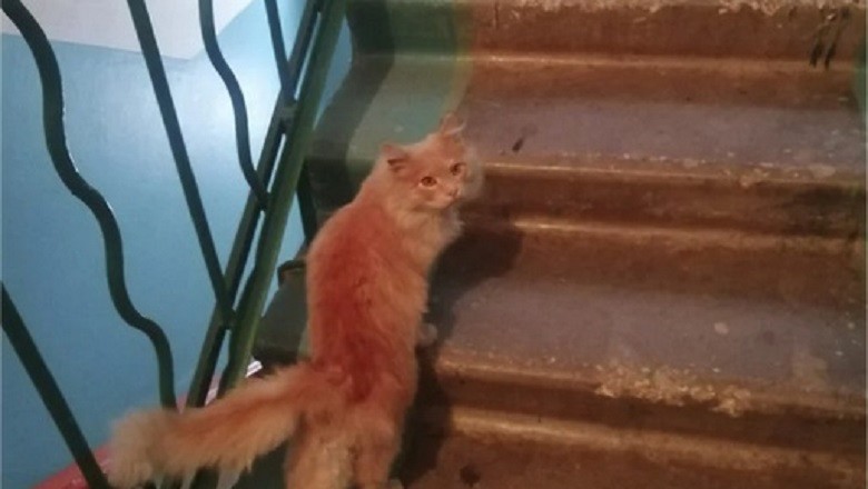 The Resilient Ginger Cat: A Tale of Compassion and Community