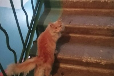 The Resilient Ginger Cat: A Tale of Compassion and Community