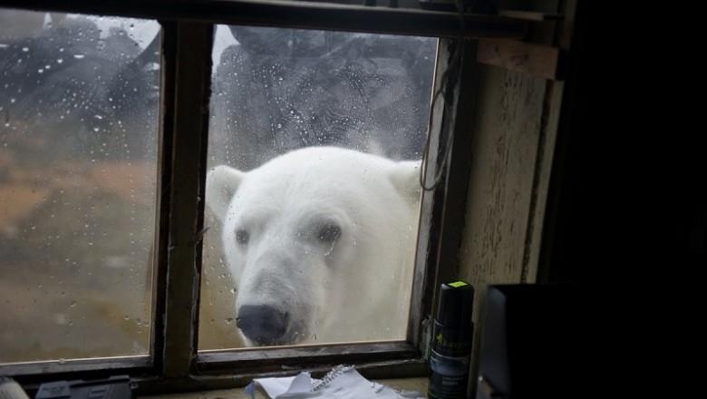Unveiling the Secrets of Arctic Giants: The Thrilling Polar Bear Chronicles