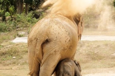 Heartwarming Rescue: Elephant's Incredible Act After Saving Baby Elephant