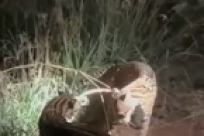 Cat Fight Showdown: Cheetah vs. Cheetah in the Ultimate Battle of Spots!