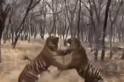 Claws Out, Paws Down: Comedy Ensues as Two Tigers Battle it Out in Hilarious Showdown!