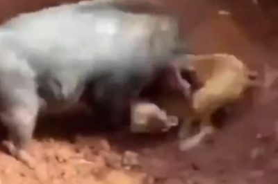 Hogging the Spotlight: A Pig and Dog Battle for the Title of Ultimate Champion in Hilarious Showdown!