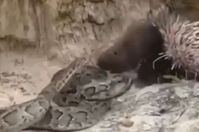 Love Knows No Bounds: When a Hedgehog Swipes Right for a Slithery Snake!