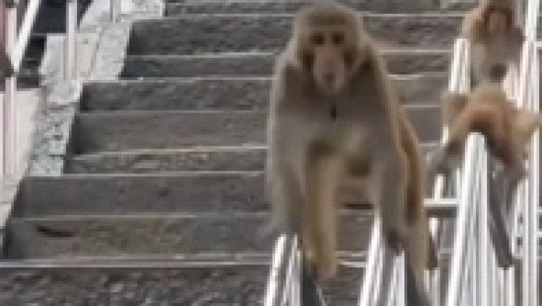 Monkey Business: Stairway to Hilarity with Monkeys Sliding Down Like Linga!