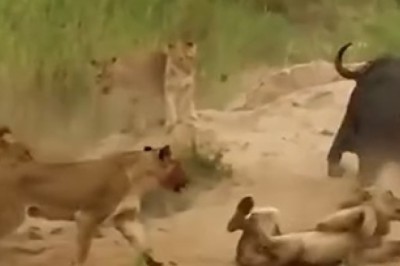 Roaring Laughter Guaranteed: Lionesses Take on Wild Bull in Hilarious Battle!