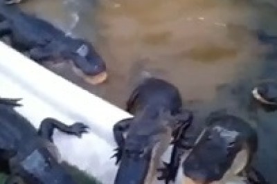 Snap, Crackle, Lunch: Hilarious Crocodile Mealtime Shenanigans Caught on Camera!
