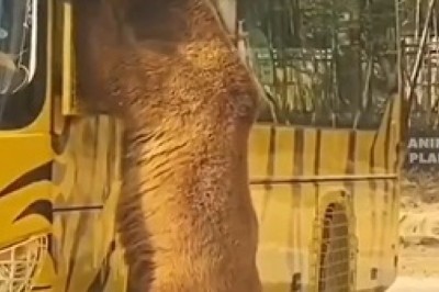 Un-bear-ably Hilarious: Watch as a Mischievous Bear Gives New Meaning to 'Stop the Bus'!