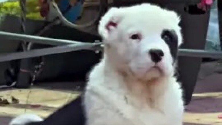Adorable Central Asian Shepherd Pup Steals Hearts with Its Tiny Cuteness!