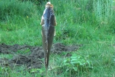 Deep Sea Comedy: When Deep Creatures Get Existential!