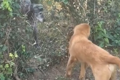 Dog's Heartwarming Effort to Befriend Elderly Neighbor Goes Viral