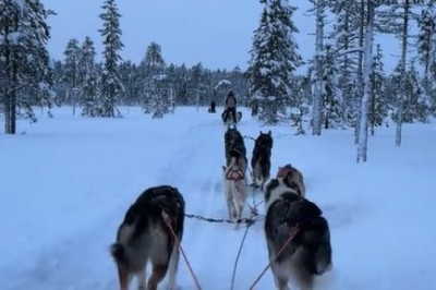 Doggo's Slippery Cart Adventure: A Woof-tastic Journey!