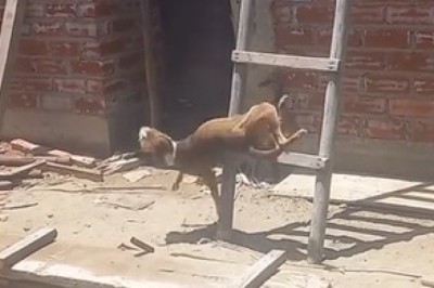 Laugh Attack Alert: Prepare to ROFL with this Hilarious Video!