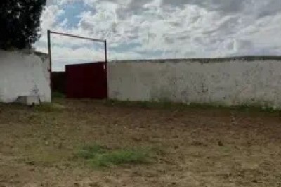 Moo-ving Surprise: Hilarious Video of Cows Taking Over Barn Will Have You Laughing!