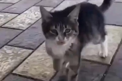 Purr-fectly Hilarious: Watch This Acrobatic Cat Go for Gold!