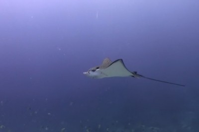 Underwater Stand-Up Comedy: Deep Thoughts with Deep Sea Creatures!