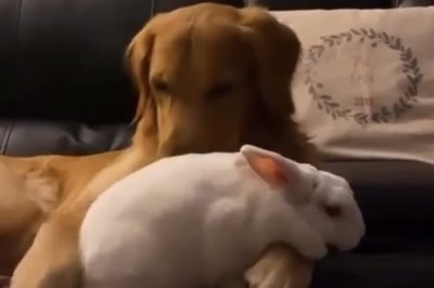 Unlikely Friendship: Heartwarming Story of a Dog and Rabbit Goes Viral