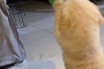 Adorable Alert: Tiny Dog's Gardening Skills Win Hearts Everywhere!