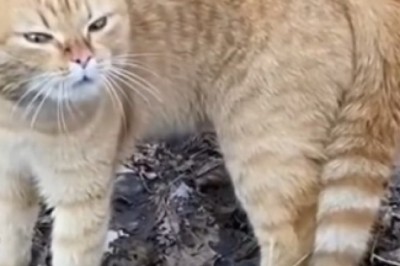 DJ Cat Spinning Purrfect Beats in London Streets!