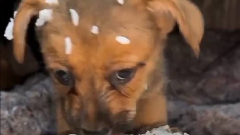 Hilarious Video Alert: Small Dog Throws Epic Tantrum Over Food!