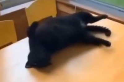 Cat-tastic Comedy Galore: Hilarious Feline Antics That Will Leave You in Stitches!