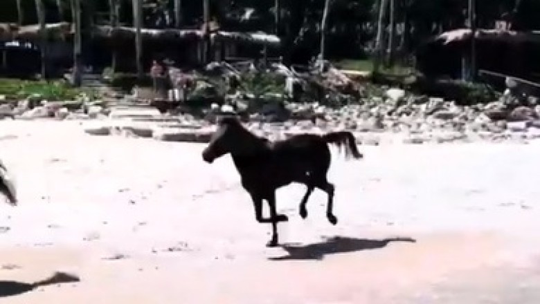 Hoofing It to the Top: The Hilarious Horse Leading a Herd!