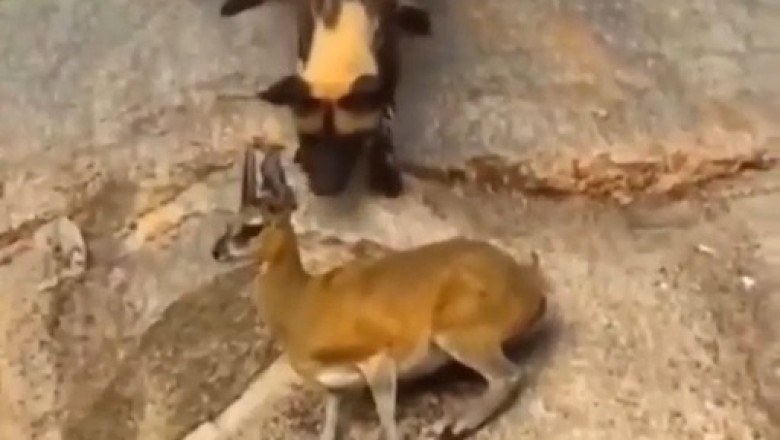Hyena Hyjinks: The Great Gazelle Chase Unfolds!