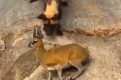 Hyena Hyjinks: The Great Gazelle Chase Unfolds!