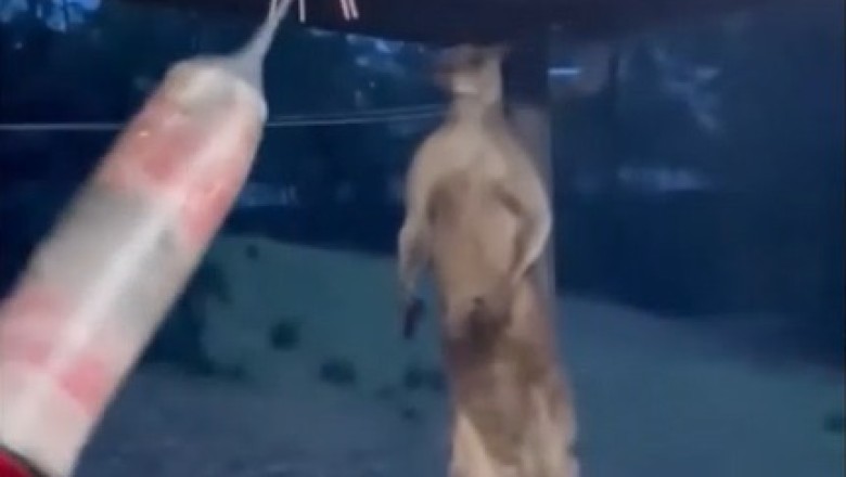 Knockout Kangaroo: Watch This Hilarious Boxer Kangaroo Ace its Training!