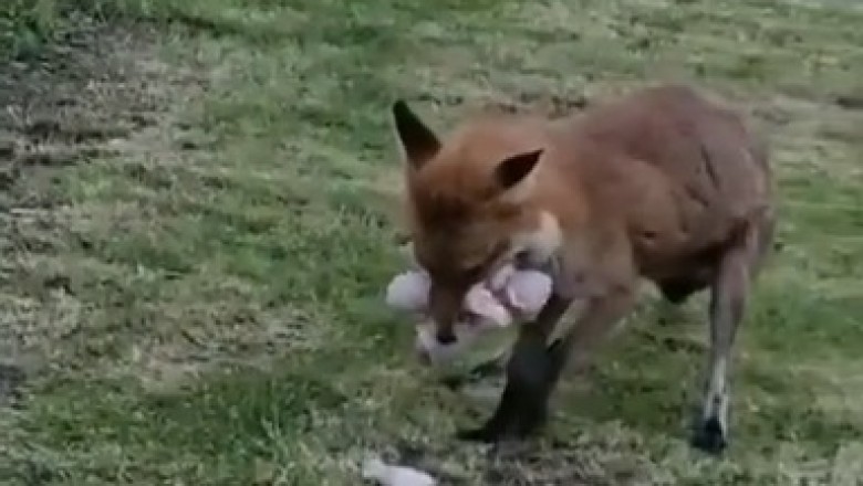 Sly Fox Mama: The Ultimate Parenting Hack of Stealing Food for her Young!