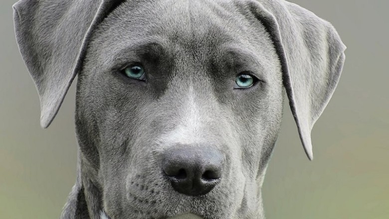 Against All Odds: Oakley’s Heartwarming Return from the Wild