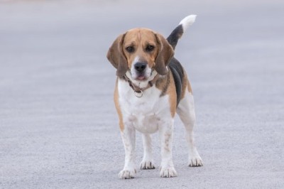 From Beach Day to Doggy Dynasty: The Incredible Rescue That Changed Everything!