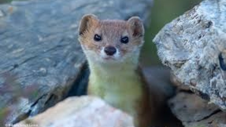 The Great Koga Kindergarten Shoe Caper: A Weasel's Witty Heist! 🦡👟