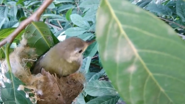 Birdhouse Bootcamp: Watch This Feathered Parent Build a Nest and Raise the Cutest Chicks!