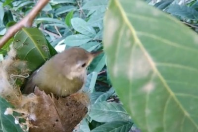 Birdhouse Bootcamp: Watch This Feathered Parent Build a Nest and Raise the Cutest Chicks!