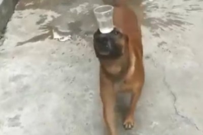 The Bark-tastic Acrobat: Watch This Dog Defy Gravity!