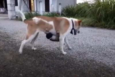 When Fun Meets Furry: Dog and Monkey's Epic Shenanigans!