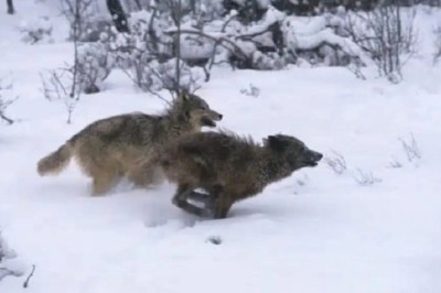 The Fearsome Wolverine: Nature's Tenacious Survivor That Dares to Challenge Wolves!