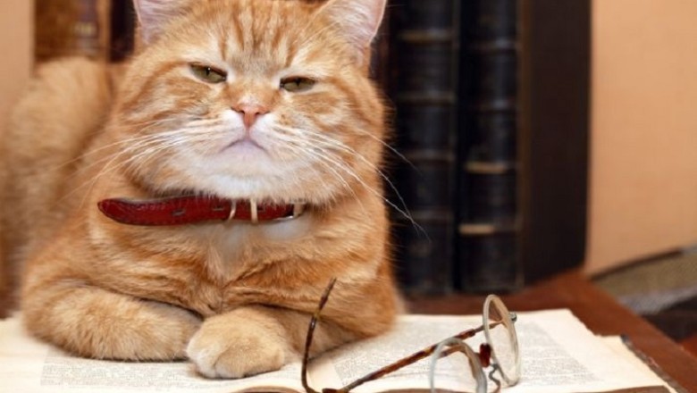 The Unseen Bond: How Cats Outshine Babies in Language Learning!