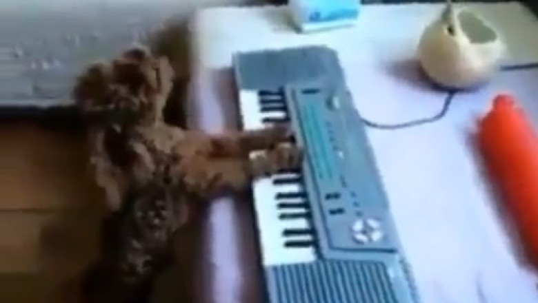 A Star Is Born: Dog Plays Piano Like a Pro!