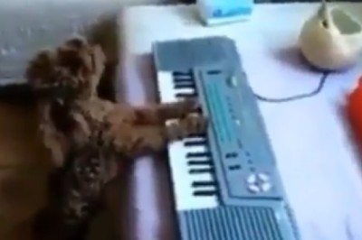 A Star Is Born: Dog Plays Piano Like a Pro!